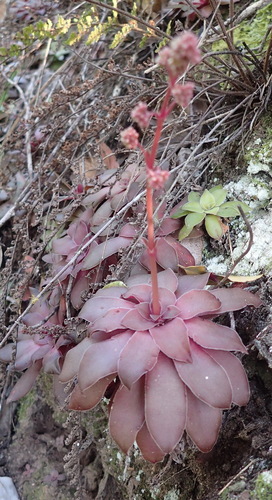 Crassula orbicularis
