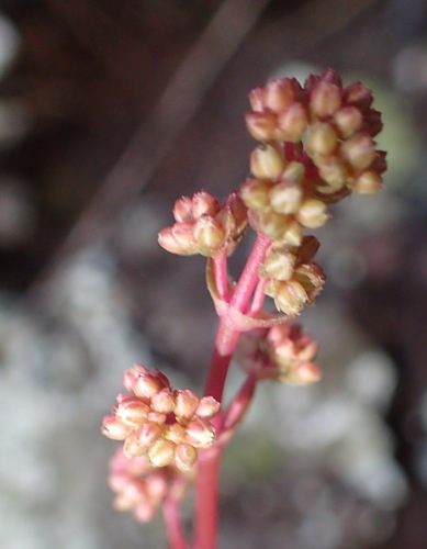 Crassula orbicularis