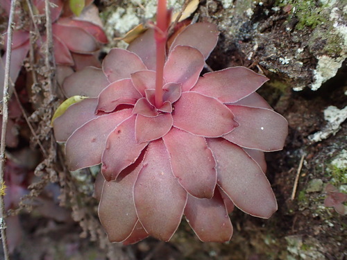 Crassula orbicularis