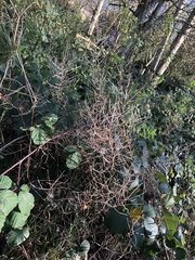 Chamaenerion angustifolium