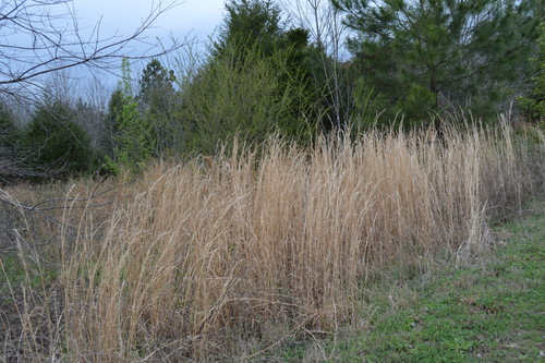 Anatherum virginicum