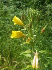Oenothera × fallax