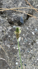 Plantago lanceolata