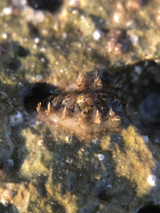 Acanthochitona