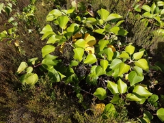 Hedera azorica