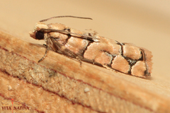 Blastesthia tessulatana