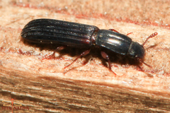 Colydium elongatum