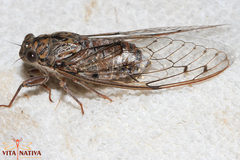 Cicada barbara lusitanica