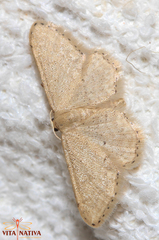 Idaea belemiata