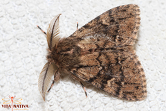 Ocneria atlantica