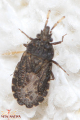 Aradus flavicornis