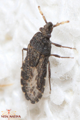 Aradus flavicornis