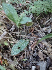 Habenaria arenaria