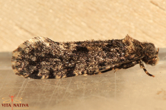 Morophaga morella