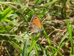 Coenonympha pamphilus