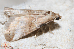 Zebeeba falsalis