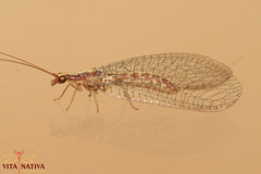 Pseudomallada genei