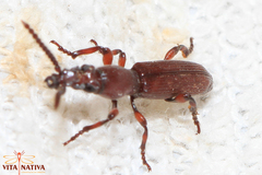Amorphocephala coronata