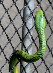 Philothamnus natalensis