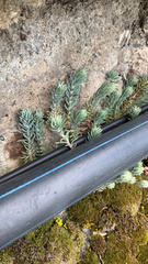 Petrosedum rupestre