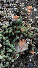 Petrosedum rupestre