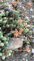 Petrosedum rupestre