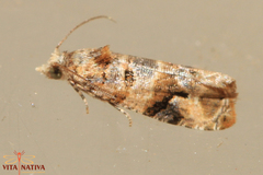 Lobesia botrana