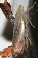 Synophropsis