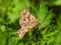 Carcharodus alceae