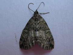 Hydriomena renunciata