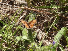 Melitaea didyma