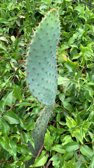 Opuntia