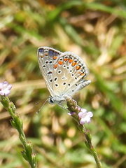 Polyommatus icarus