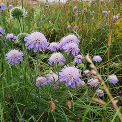 Knautia arvensis