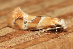 Epicallima mercedella