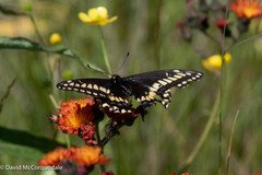Papilio brevicauda