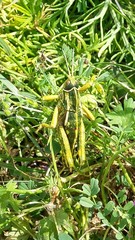 Pamphagus marmoratus