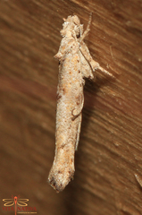 Zelleria oleastrella