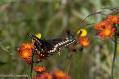 Papilio brevicauda