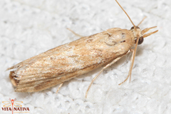 Bradyrrhoa cantenerella