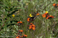 Papilio brevicauda