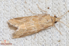 Bradyrrhoa cantenerella