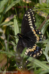 Papilio brevicauda