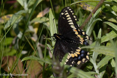 Papilio brevicauda