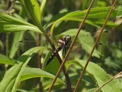 Orthetrum albistylum