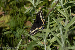 Papilio brevicauda