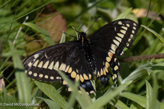 Papilio brevicauda