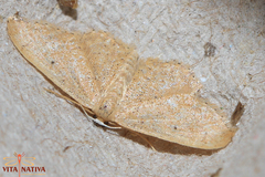 Idaea belemiata