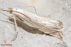 Mesocrambus tamsi
