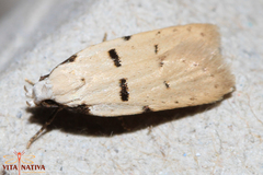 Stibaromacha ratella